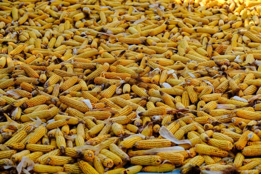 Huge pile of ripe corn, ripe yellow corn. Beautiful Ripe yellow corn in sack on dry husk Rural farm natural organic concept download