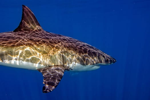 Great White shark while coming to you on deep blue ocean background