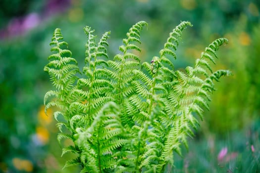 Beautiful fern leaf in nature. Natural ferns blurred background. Fern leaves Close up. Fern plants in forest. Background nature concept. download