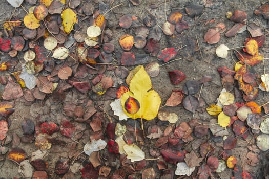 Autumn leaves on the ground. Autumn background with leaves.