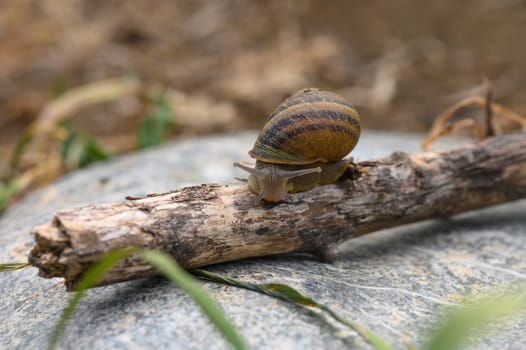 Close up of a common brown garden snail 4