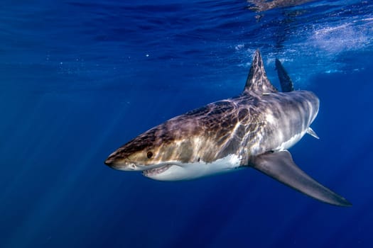 Great White shark while coming to you on deep blue ocean background