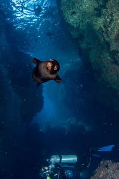 diving with sea lions in cortez sea underwater