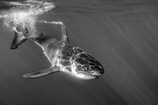 Great White shark while coming to you on deep blue ocean background