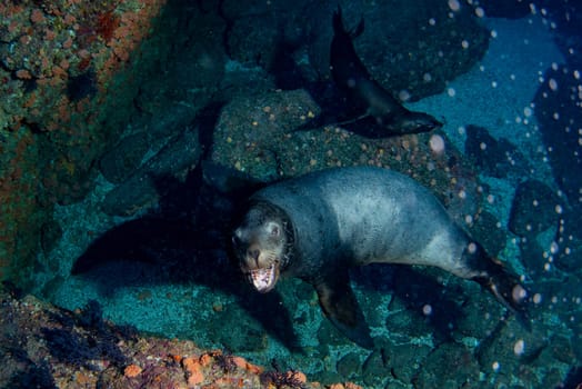 a sea lion seal coming to you underwater