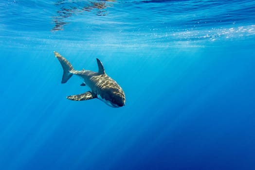 Great White shark while coming to you on deep blue ocean background