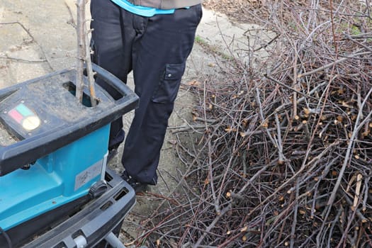 Gardener chops branches from the remains after pruning garden trees and makes mulch to improve the fertility of garden soil. Conceptually ecology, respect for nature, organic farming