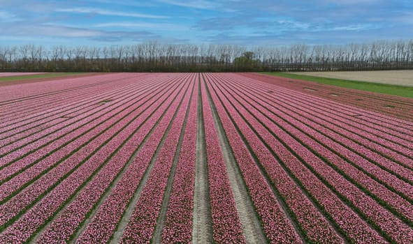 Tulips, endless colorful mixed tulips - wallpaper. Red, yellow, pink tulips blooming on field in South Holland. Endless colorful flowering tulip fields in spring in South Holland made by drone