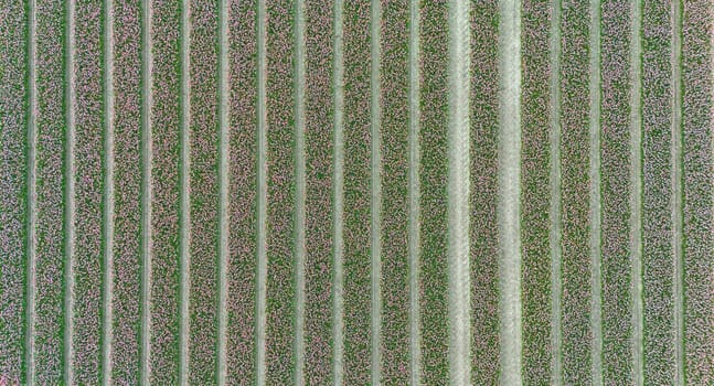 Tulips, endless pink tulips wallpaper. aerial view straight from above topview, tulips blooming on field in South Holland. Endless tulip fields in spring in South Holland made by drone