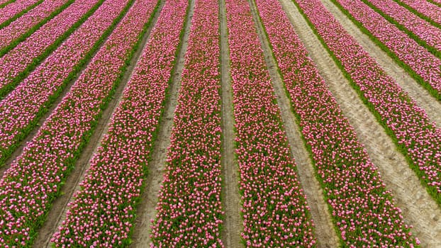 Tulips, endless pink tulips blooming on field in South Holland. Endless colorful flowering tulip fields in spring in South Holland made by drone