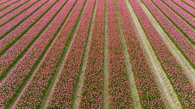 Tulips, endless pink tulips blooming on field in South Holland. Endless colorful flowering tulip fields in spring in South Holland made by drone