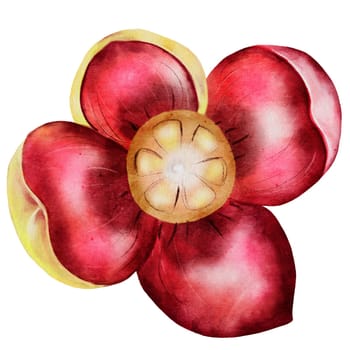 Mangosteen flower in watercolor. Clip art isolated on white background. Botanical illustration of tropical fruit blossom. Hand drawn illustration for fruit shop tags or labels design. High quality photo