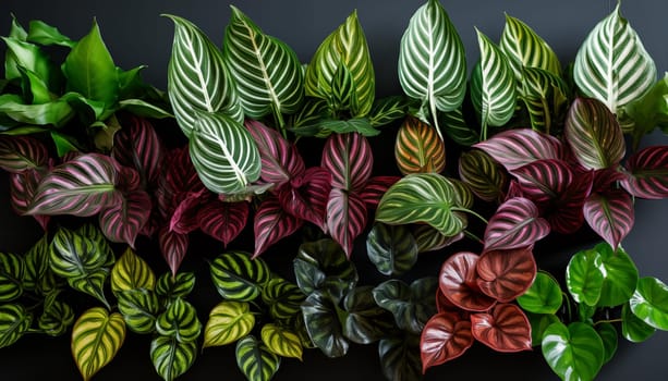 group of different Calathea varieties displaying. High quality photo