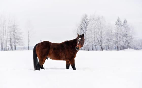 Dark brown horse wading on snow covered field, view from side, looking back