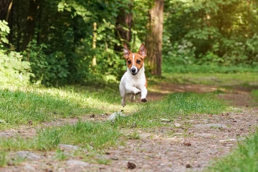 Small Jack Russell terrier running on country road, jumping in air all legs above ground, ears flapping, blurred trees background