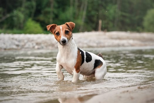 Small Jack Russell terrier crawling in shallow water near beach on a summer day, looking into camera, some drops spraying from her wet fur