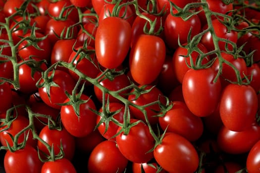 Heap of fresh shiny red cherry tomatoes with green vines