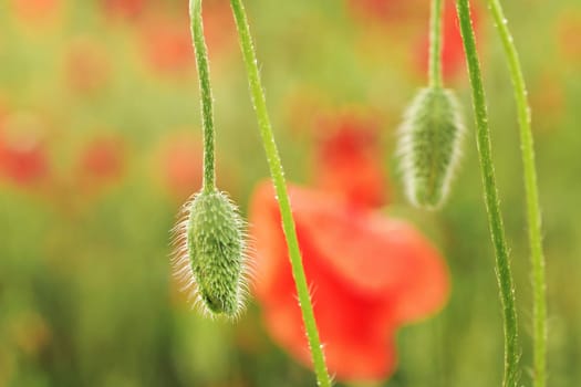 Wild poppy flower bud with tiny hair, wet from rain, blurred red bloom heads in background