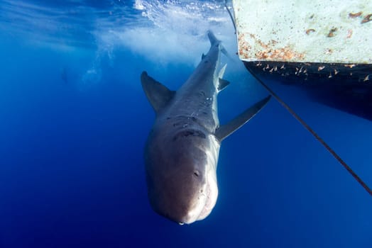 Great White shark while coming to you on deep blue ocean background