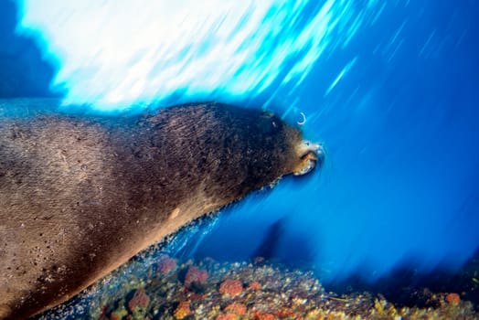 sea lion coming to you while diving galapagos underwater