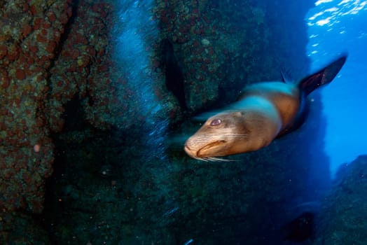 sea lion coming to you while diving galapagos underwater