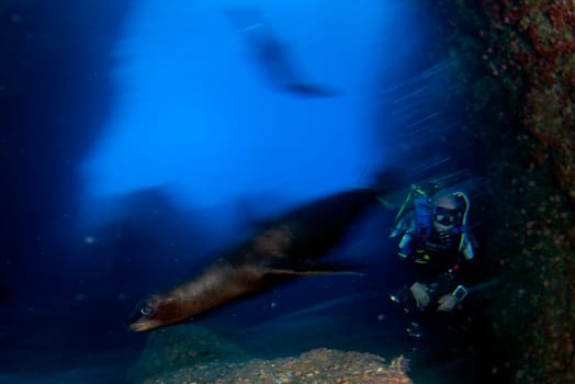 sea lion coming to you while diving galapagos underwater