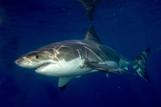 Great White shark while coming to you on deep blue ocean background