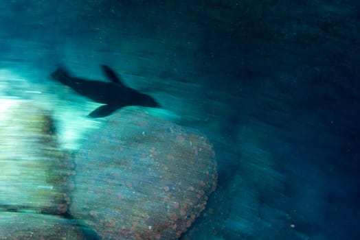 sea lion coming to you while diving galapagos underwater