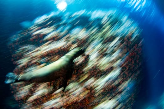 sea lion coming to you while diving galapagos underwater