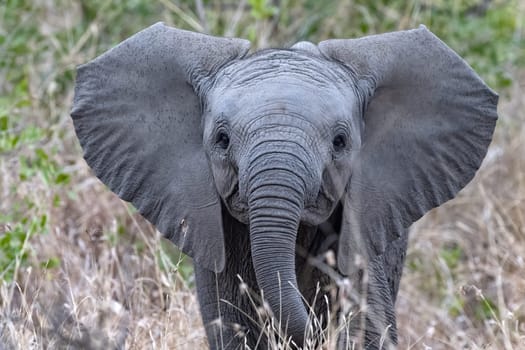 Young Baby African elephant in the Kruger National Park, South Africa portrait