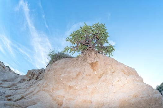 cactus in Cabo Pulmo Baja California national park panorama landscape