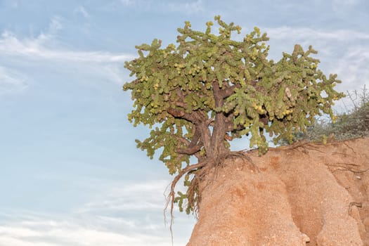 cactus in Cabo Pulmo Baja California national park panorama landscape