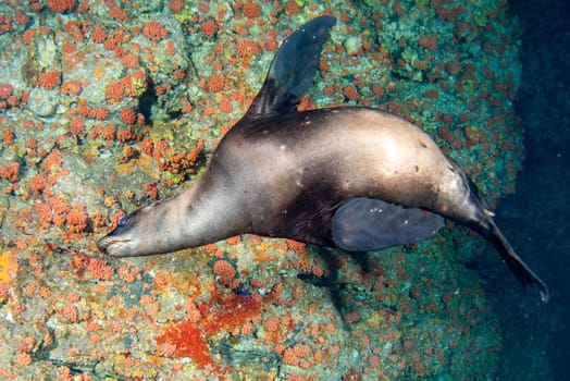 a sea lion seal coming to you underwater