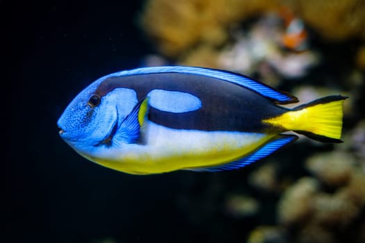 Blue palette surgeonfish Paracanthurus hepatus aka blue tang fish underwater in sea