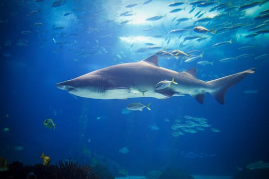 Sand tiger shark Carcharias taurus, gray nurse shark, spotted ragged-tooth shark with school of horse eye jack underwater in sea