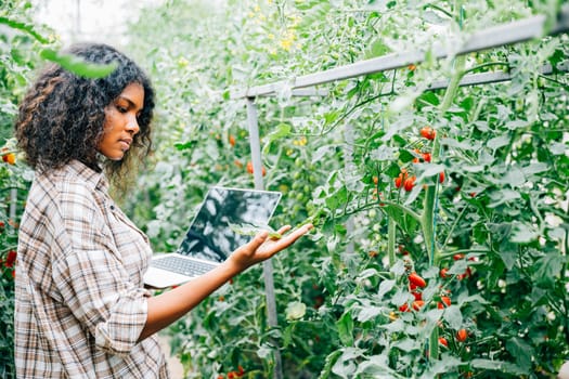 Woman farmer in a modern tomato greenhouse checks organic veggies' quality notes on laptop. Her smiling portrait reflects expertise innovative farming meticulous care for growth.