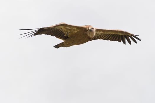 gryphon flying to you isolated on white