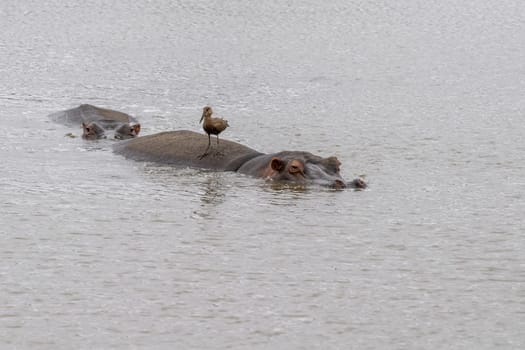 An Hippo portrait od Hippopotamus in Kruger national park South Africa Hippopotamus amphibius family of Hippopotamidae