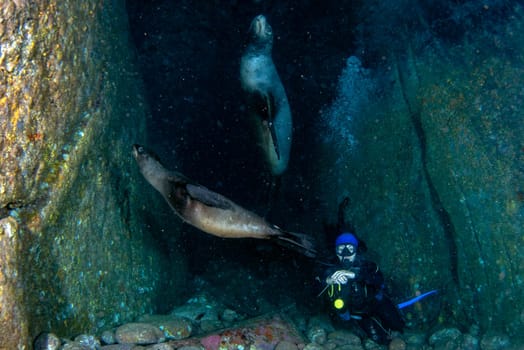 beautiful latina girl diving with sea lions in cortez sea underwater