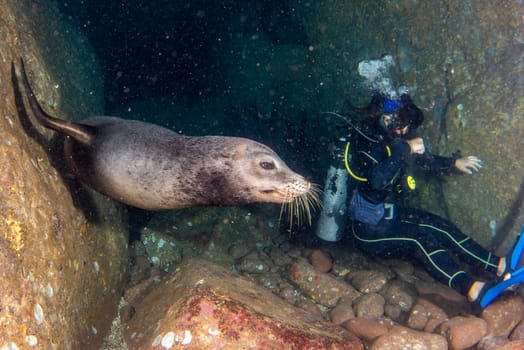 beautiful latina girl diving with sea lions in cortez sea underwater