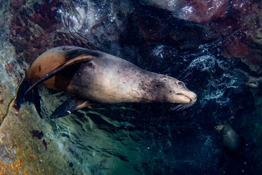 a sea lion seal coming to you underwater