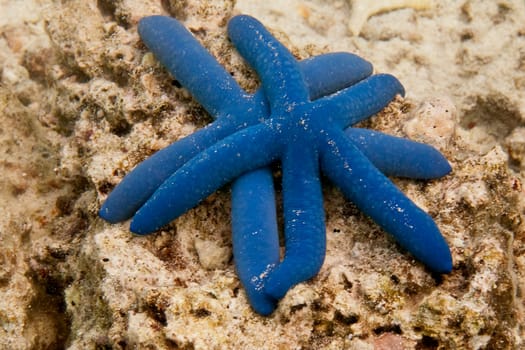 sea stars in a reef colorful underwater landscape background