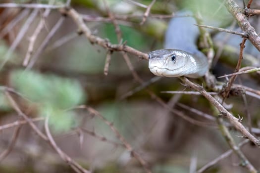 deadly Black mamba snake south africa close up portrait