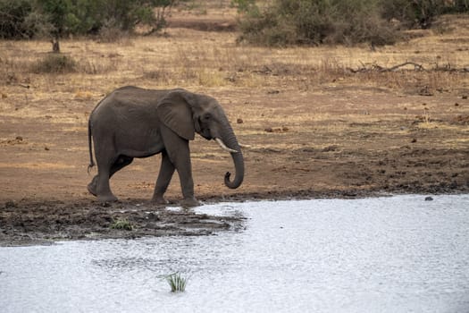 African elephant in the Kruger National Park, South Africa portrait at the pond