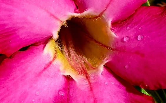Pink and Beautiful close up of pink flower (Pink allamanda or Allamanda blanchetii A.DC, or Apocynaceae) or kembang sepatu with drops of fresh dew in the morning