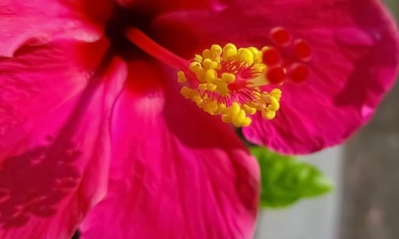 Pink and Beautiful close up of pink flower (Pink allamanda or Allamanda blanchetii A.DC, or Apocynaceae) or kembang sepatu with drops of fresh dew in the morning