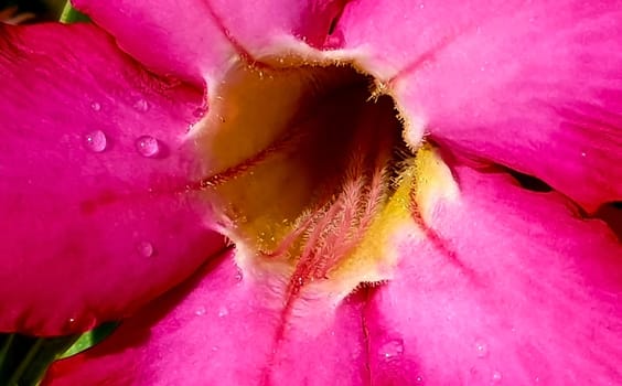 Pink and Beautiful close up of pink flower (Pink allamanda or Allamanda blanchetii A.DC, or Apocynaceae) or kembang sepatu with drops of fresh dew in the morning