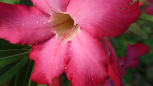 Pink and Beautiful close up of pink flower (Pink allamanda or Allamanda blanchetii A.DC, or Apocynaceae) or kembang sepatu with drops of fresh dew in the morning