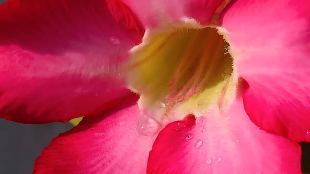 Pink and Beautiful close up of pink flower (Pink allamanda or Allamanda blanchetii A.DC, or Apocynaceae) or kembang sepatu with drops of fresh dew in the morning