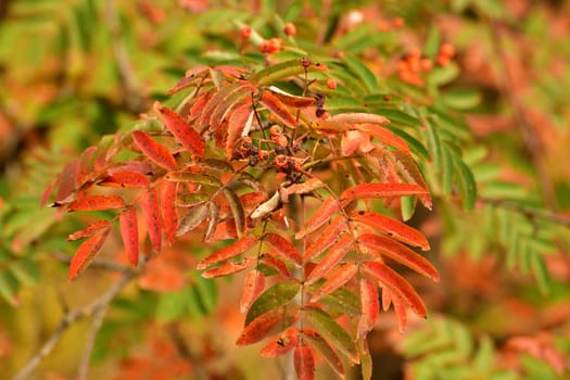 Red rowan leaves on tree branch
